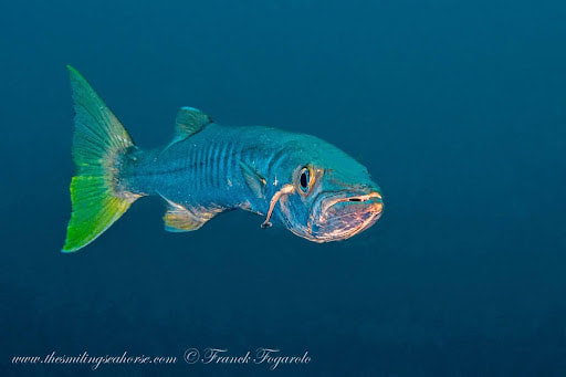 barracuda fish thailand
