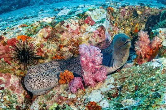 Wonderful moray eel and vibrant coral reef in Tarutao National Park