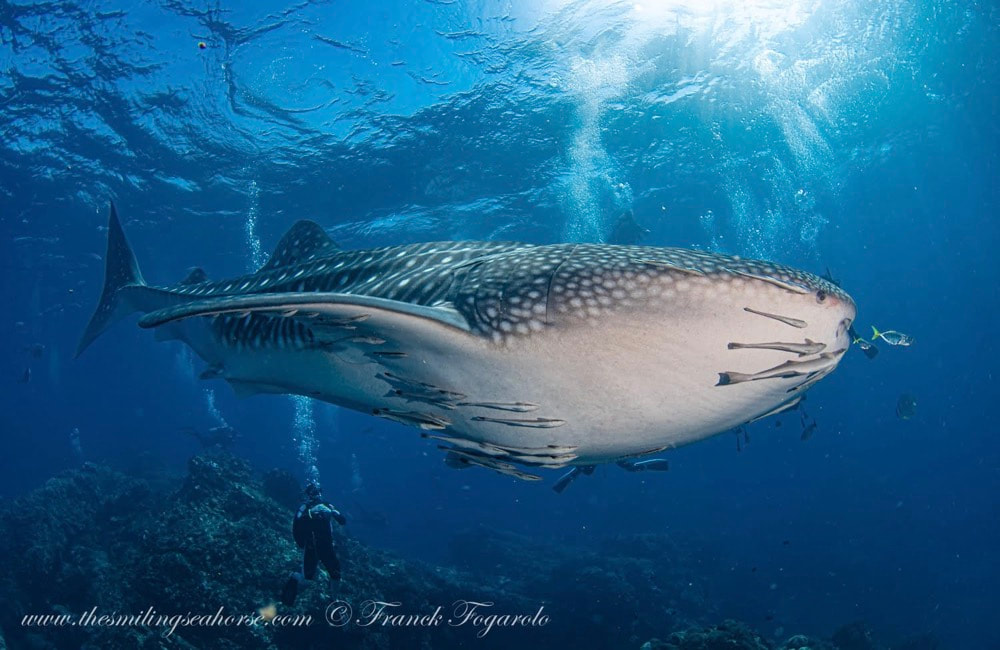 Whale shark at 8 Miles Rock