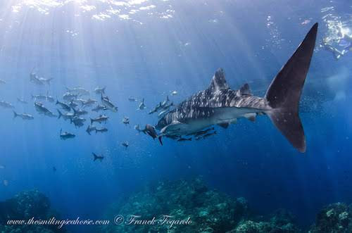 whale shark in Thailand
