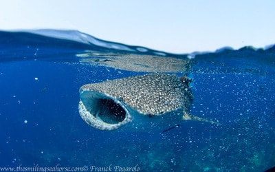 whale shark photo mid water