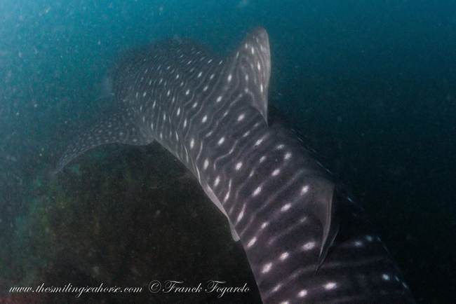 whale shark diving burma thailand mergui encounter surprise