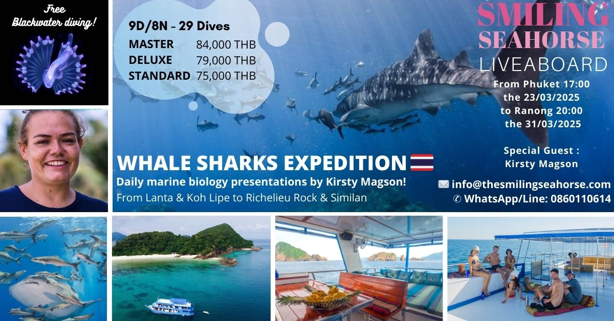 Thailand whale shark expedition 2023