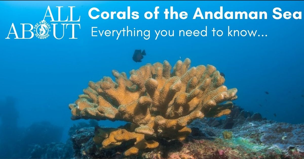 The corals of the Andaman Sea