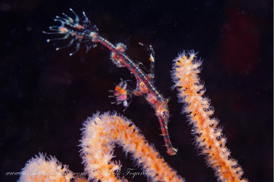 Great Ghost pipefish encounter