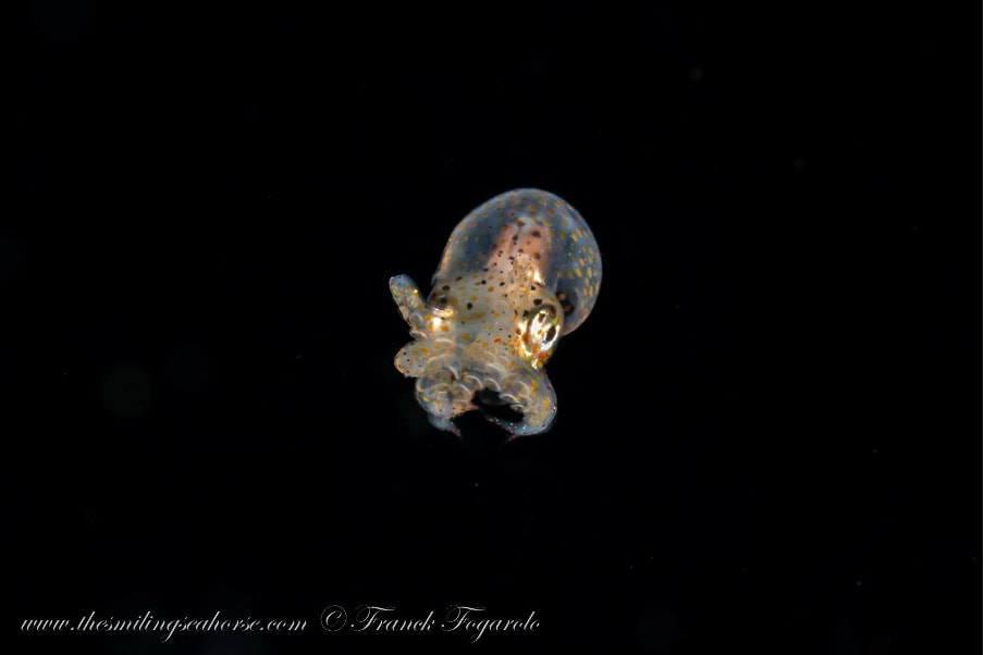 Post larva octopus, blackwater dive