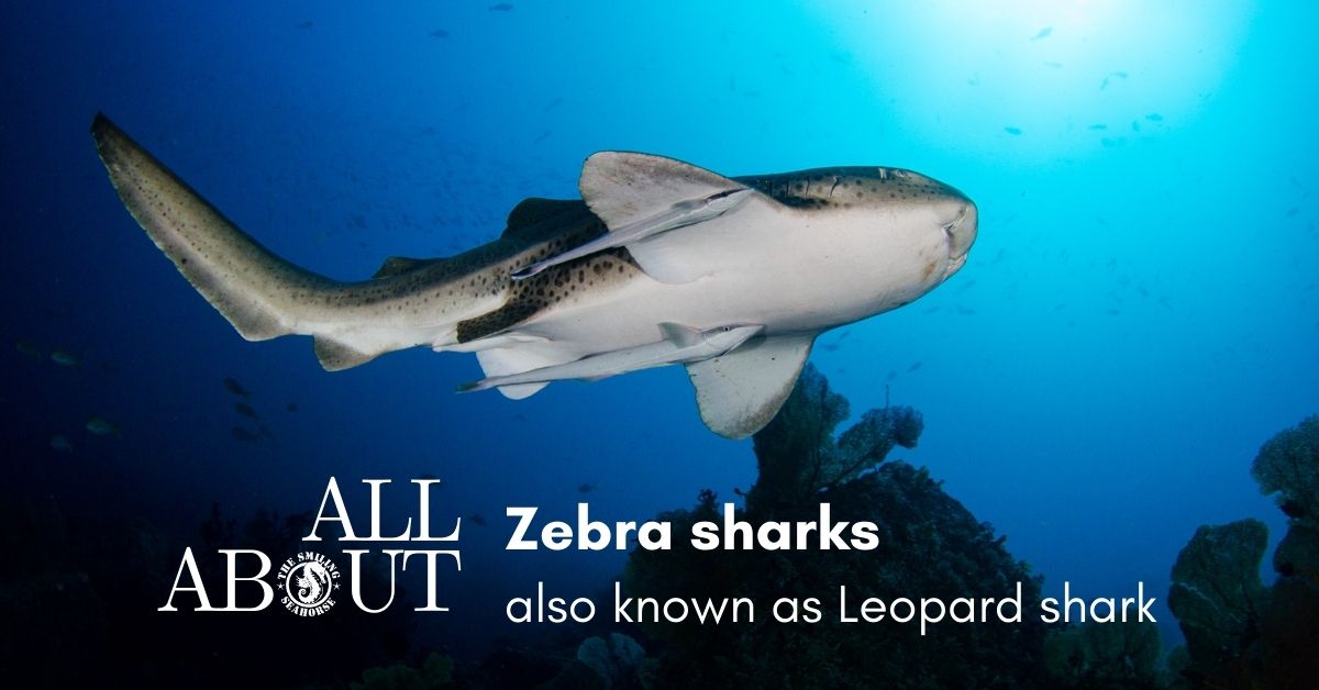 Get to know the Zebra Shark...