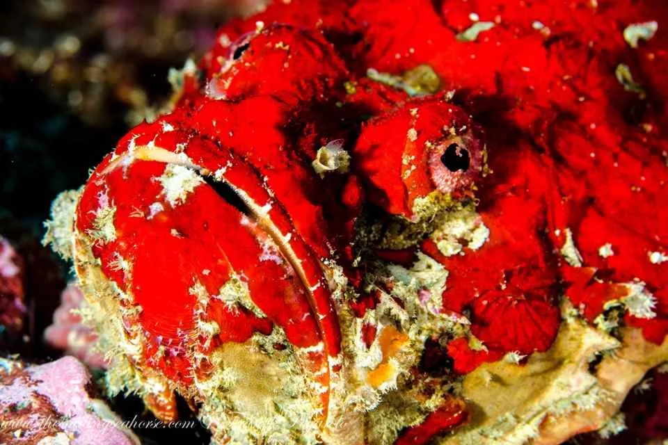 The ugly face frogfish