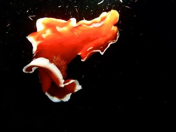 spanish dancer diving safari
