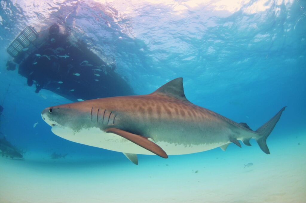 Tiger Shark By Albert Kok