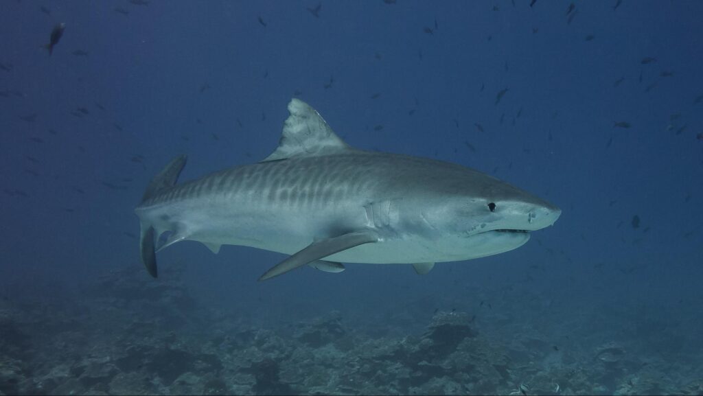 Tiger Shark By Kris Mikael Krister