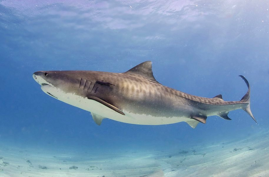 Tiger Shark By Albert Kok