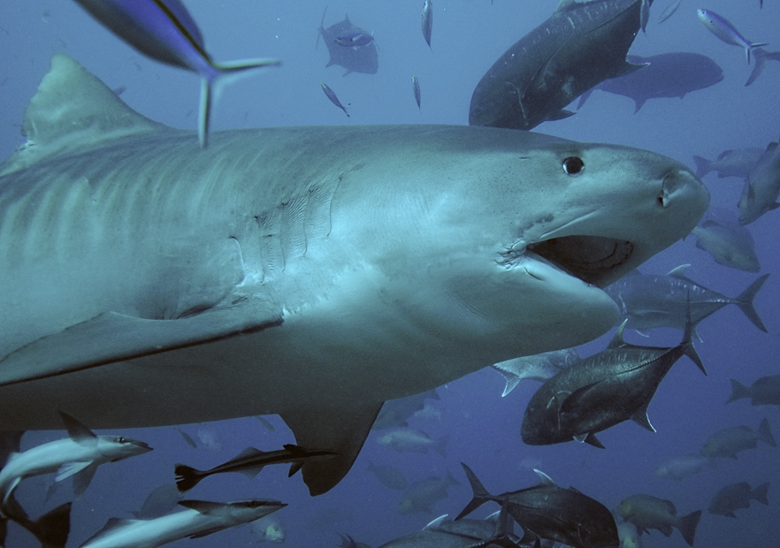 Tiger Shark By Terry Goss