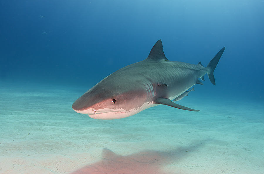 Tiger Shark By Marion Kraschl