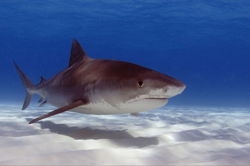 Tiger Shark By Oregon State University