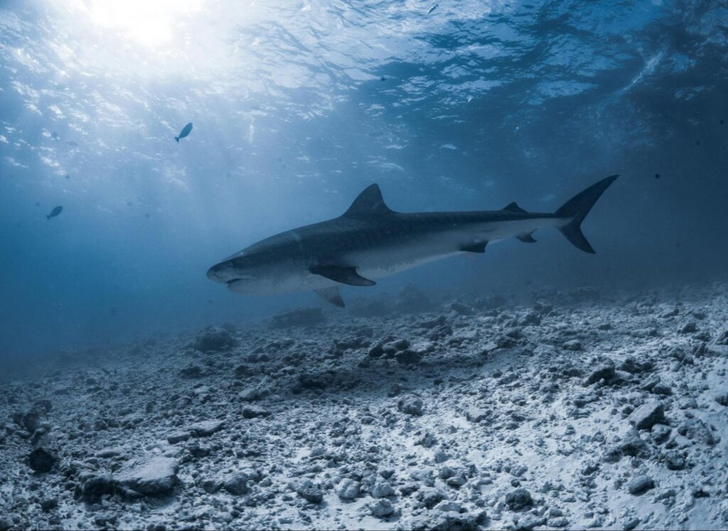 Tiger Shark By Adiprayogo Liemena