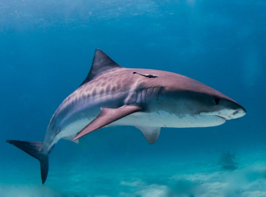 Tiger Shark By Albert Kok
