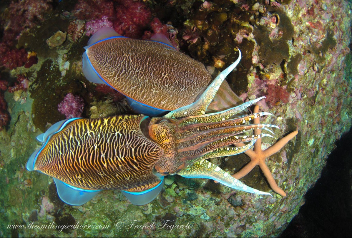 The Pharaoh Cuttlefish is the largest and most commonly encountered species in Thailand's Andaman Sea