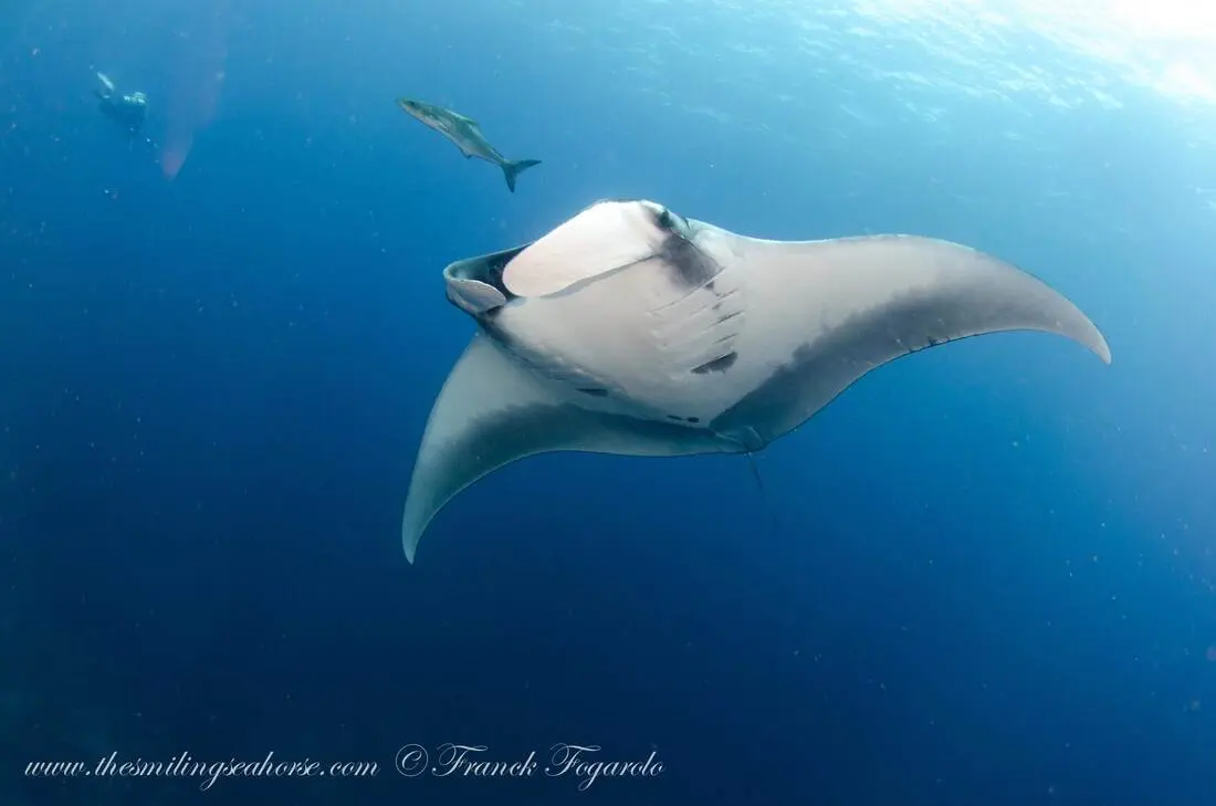 Giant Oceanic Manta Ray
