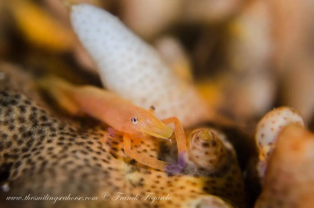 Emperor Shrimp