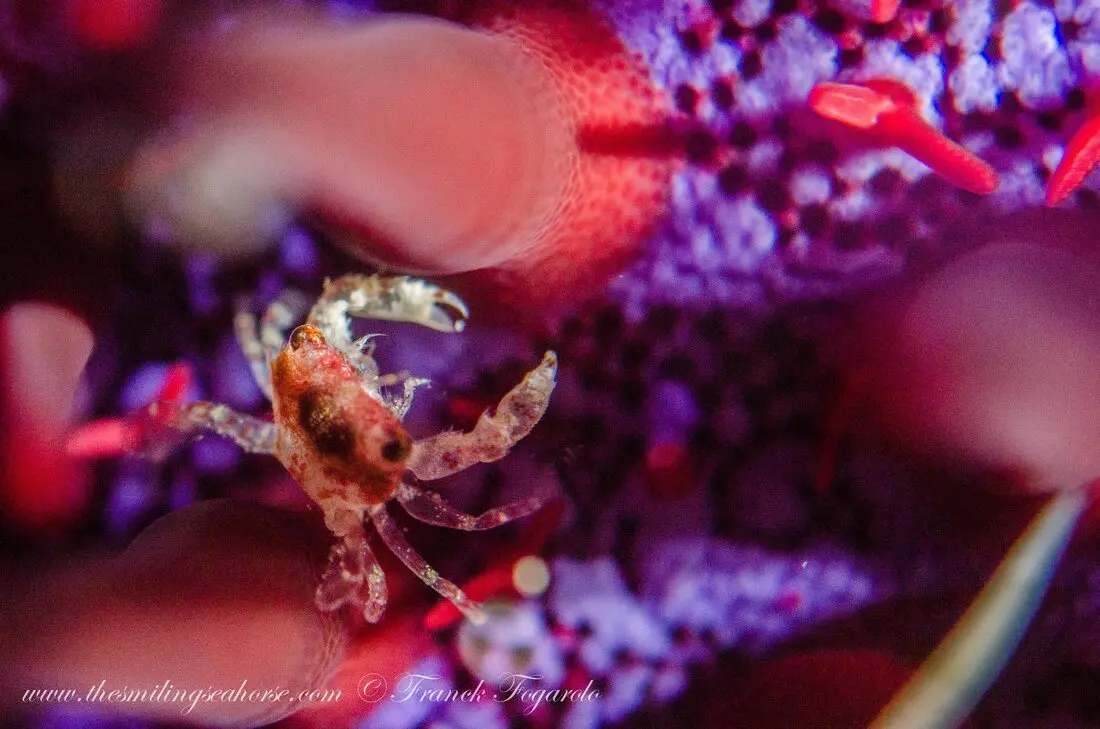 Soft Coral Crab