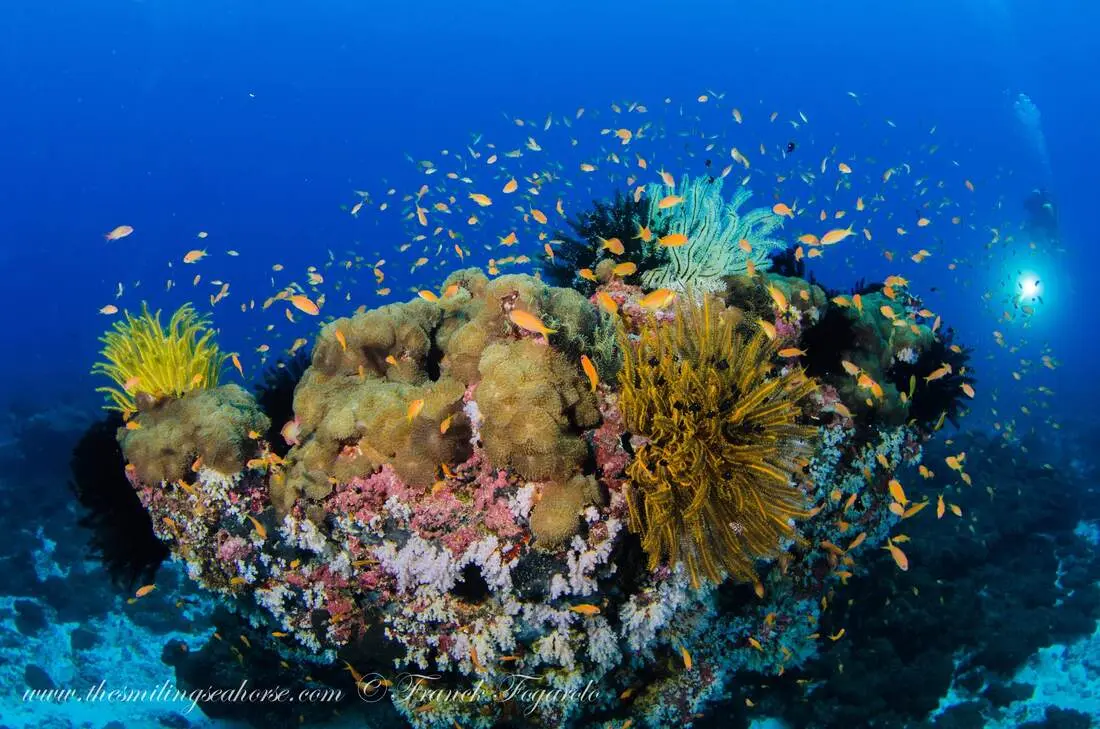 Healthy Coral Reef