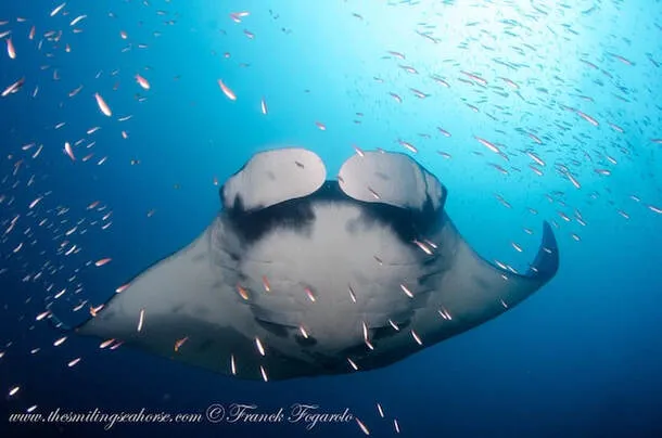 Manta in the crystal clear waters of the Mergui peninsula in Myanmar (Burma)