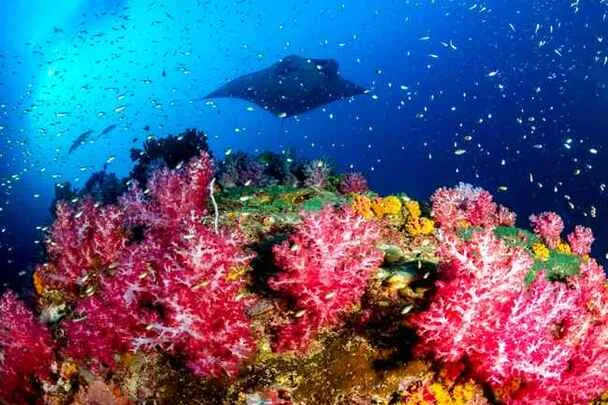 manta ray hovering on top of soft coral in myanmar