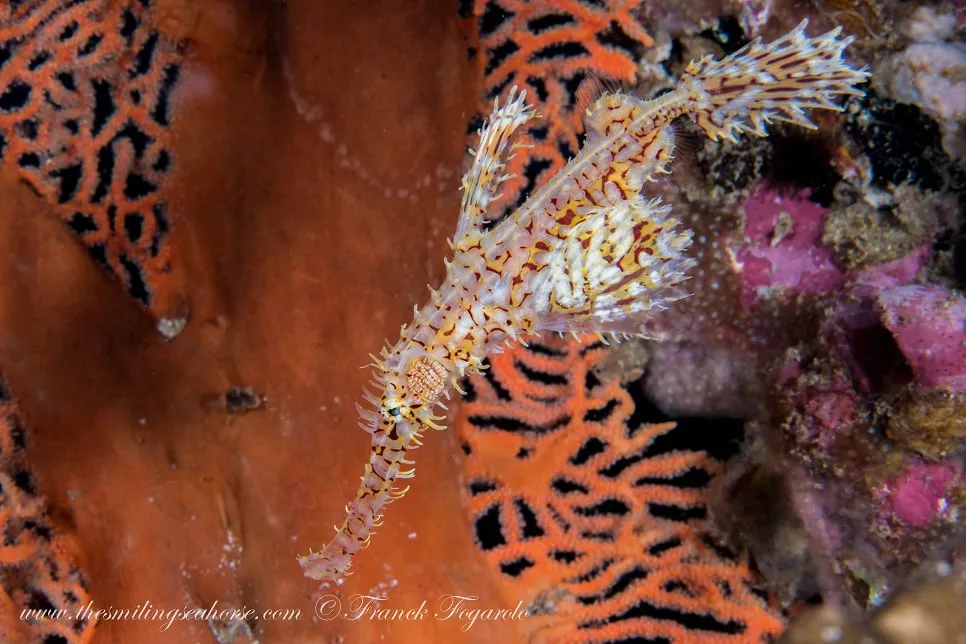 An ornate ghostpipefish camouflaged against a red sea fan coral on a dive in Thailand's South Andaman Sea.