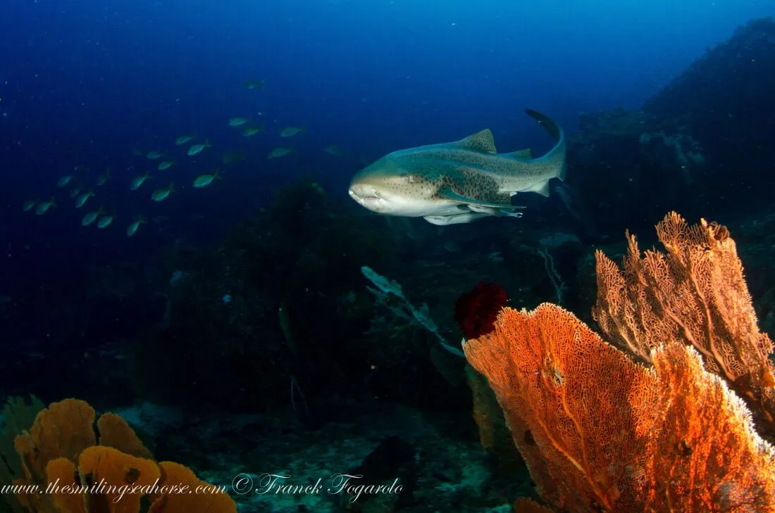 Zebra shark and giant seafan