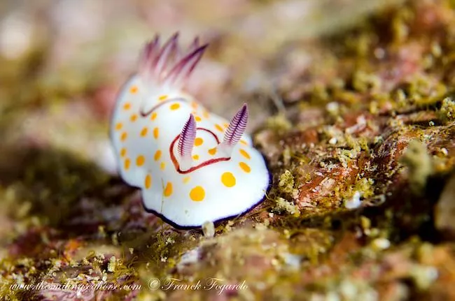 Tiny Nudis!