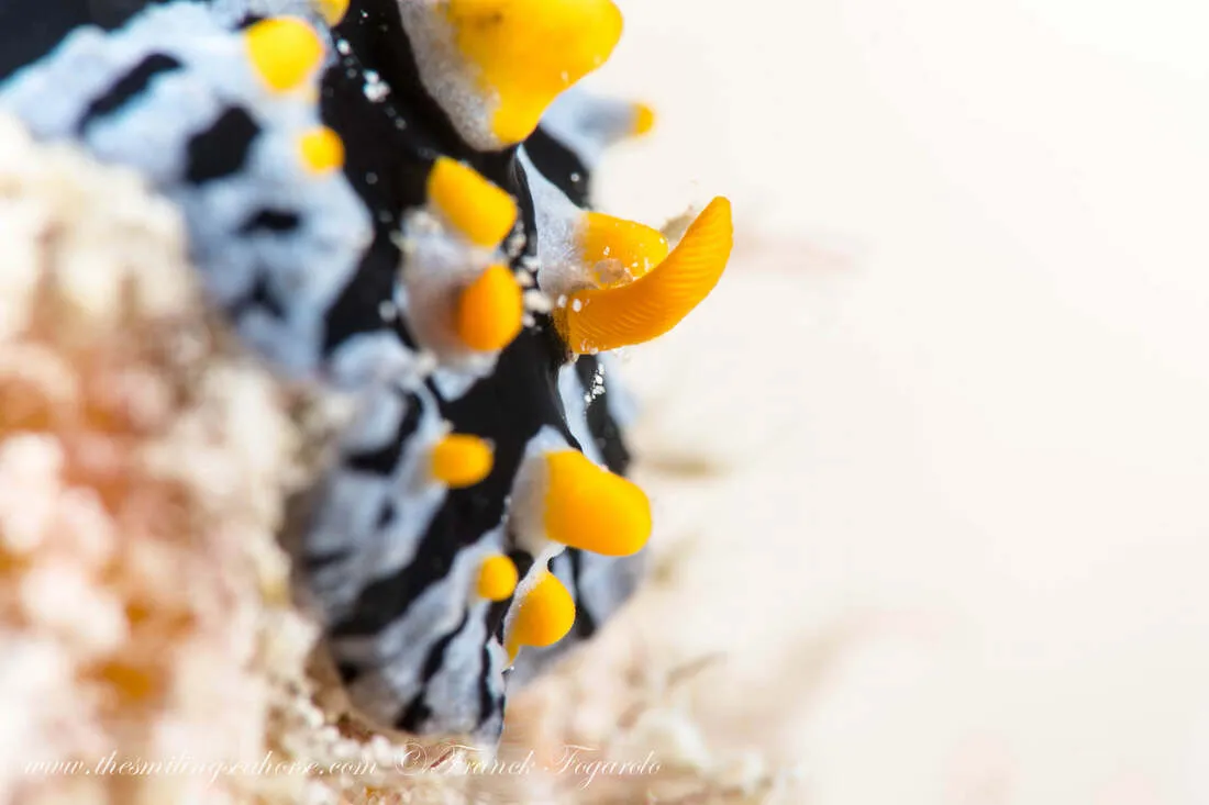 get closer for good macro shots