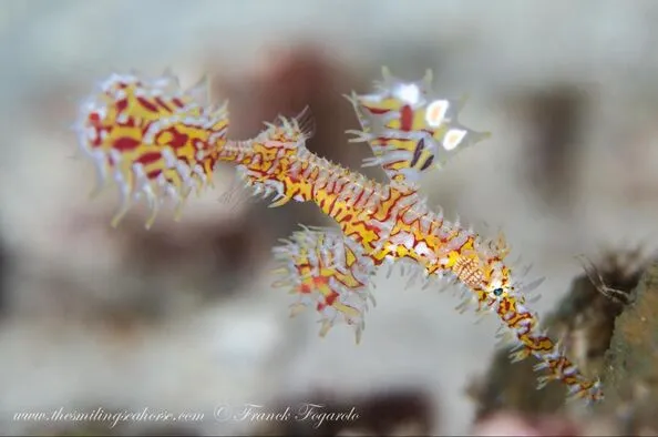 Ghost Pipefish