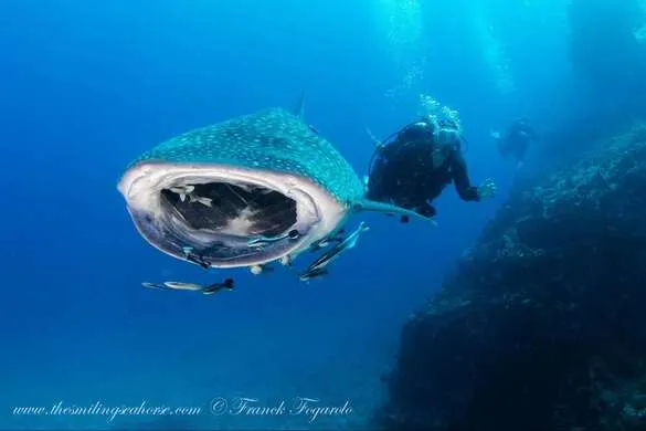 Thai whale shark