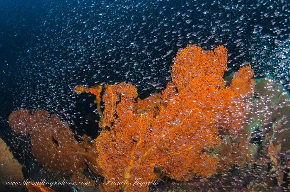 rich coral of thailand national parks