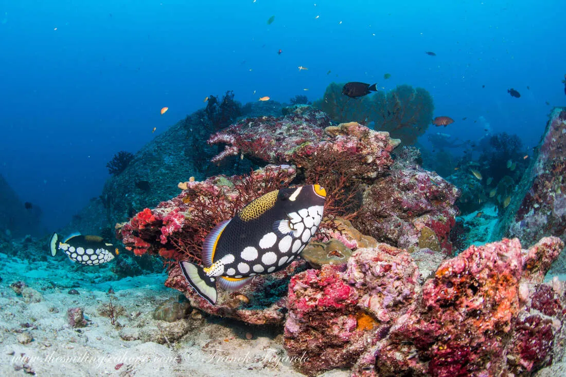 Clown trigger fish on coral reef