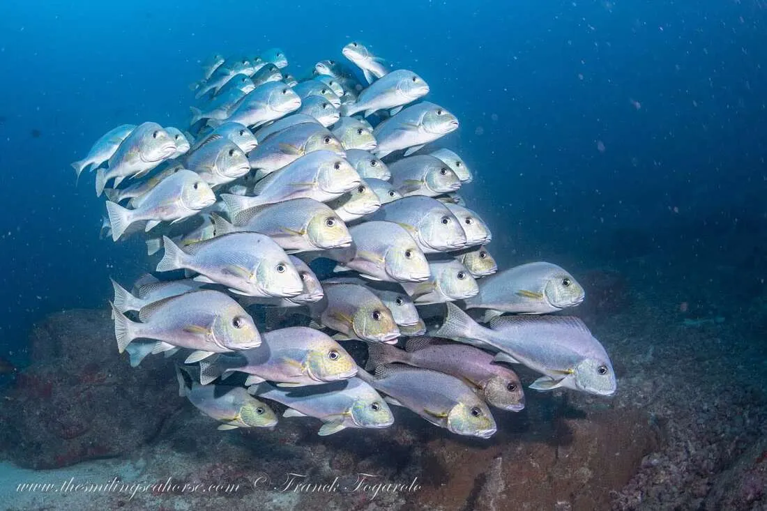 Sweetlips look at us...
