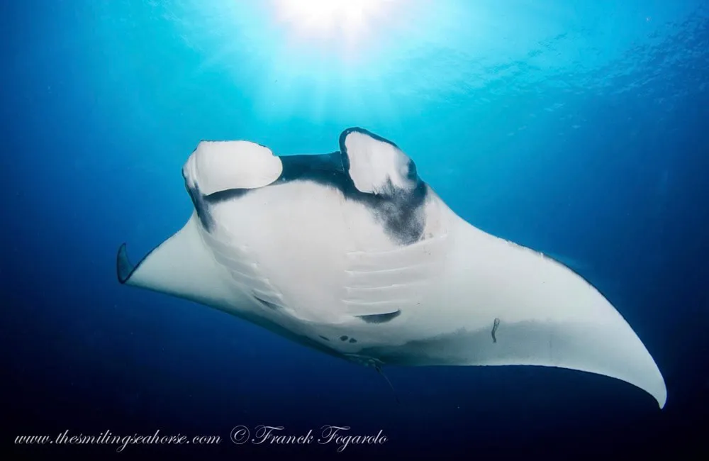 Manta ray at Hin Muang