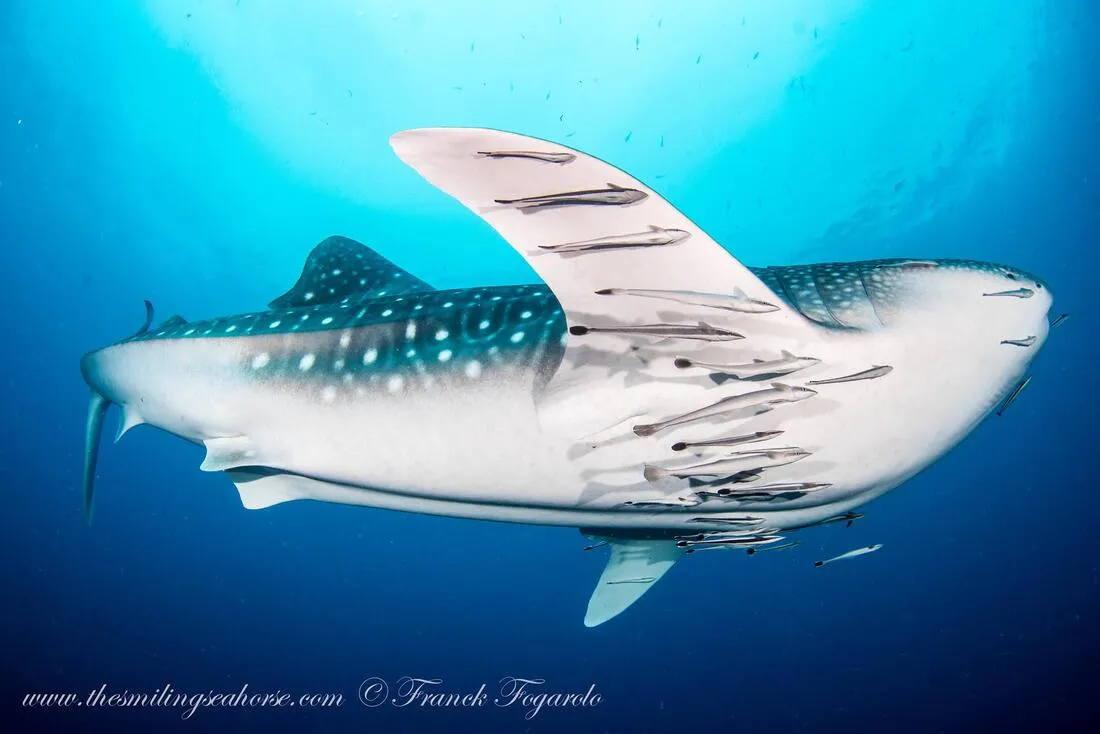 Whale shark at Koh Lanta national park