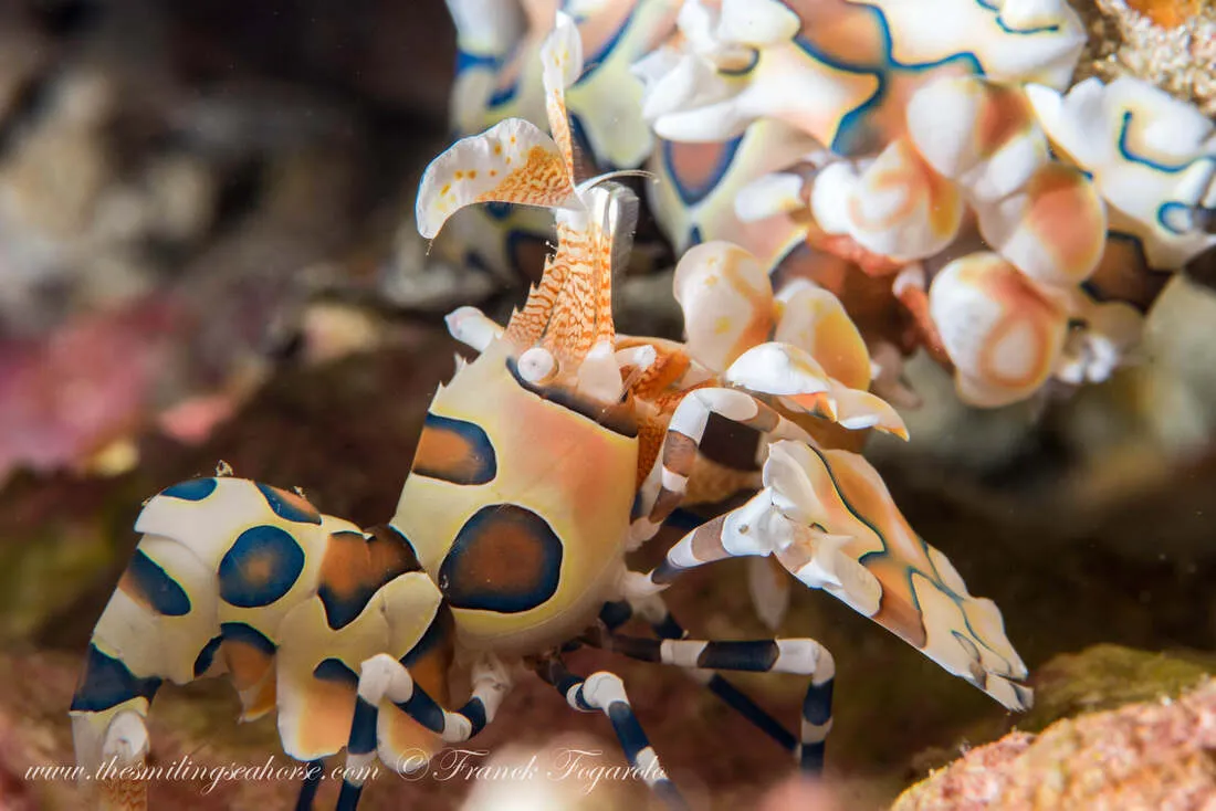 Harlequin shrimp in Thailand