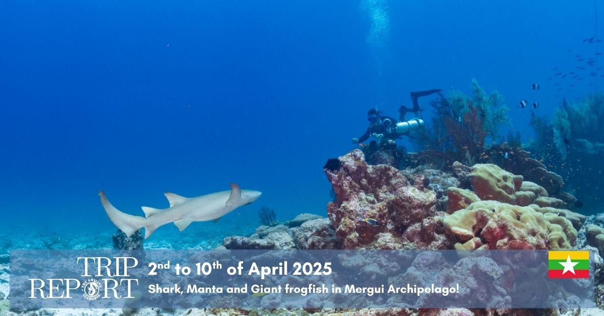 April 2025 trip report in Mergui Archipelago