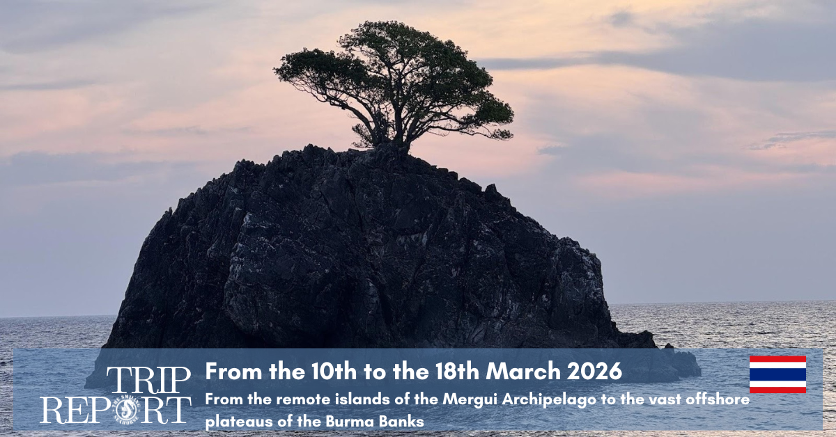 A silhouetted rocky island topped with a single tree stands in the ocean against a pale sunset sky. A banner at the bottom reads