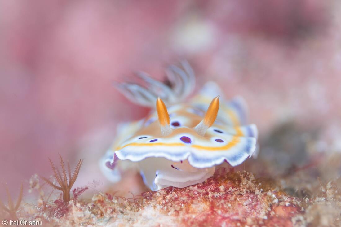 A colorful Goniobranchus geminus nudibranch crawling on a sponge-covered reef in Mu Ko Lanta National Park, Thailand.