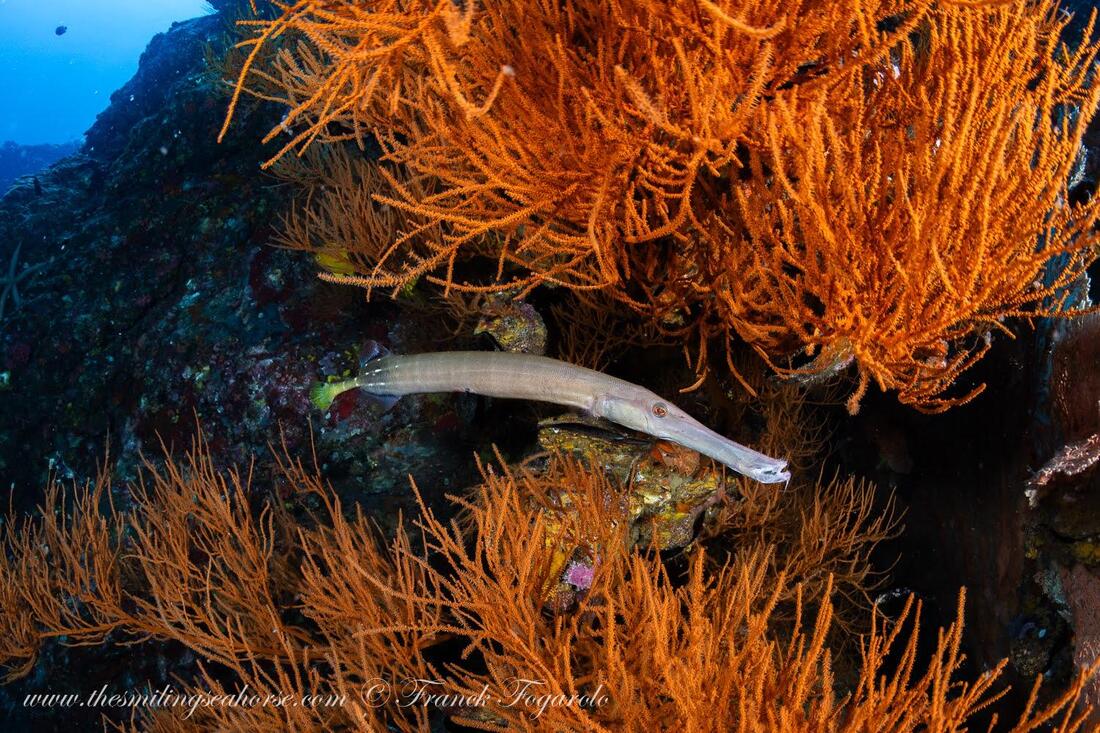 A long, slender trumpetfish (Aulostomus chinensis) hovering vertically among bright orange gorgonian sea fans to blend in.