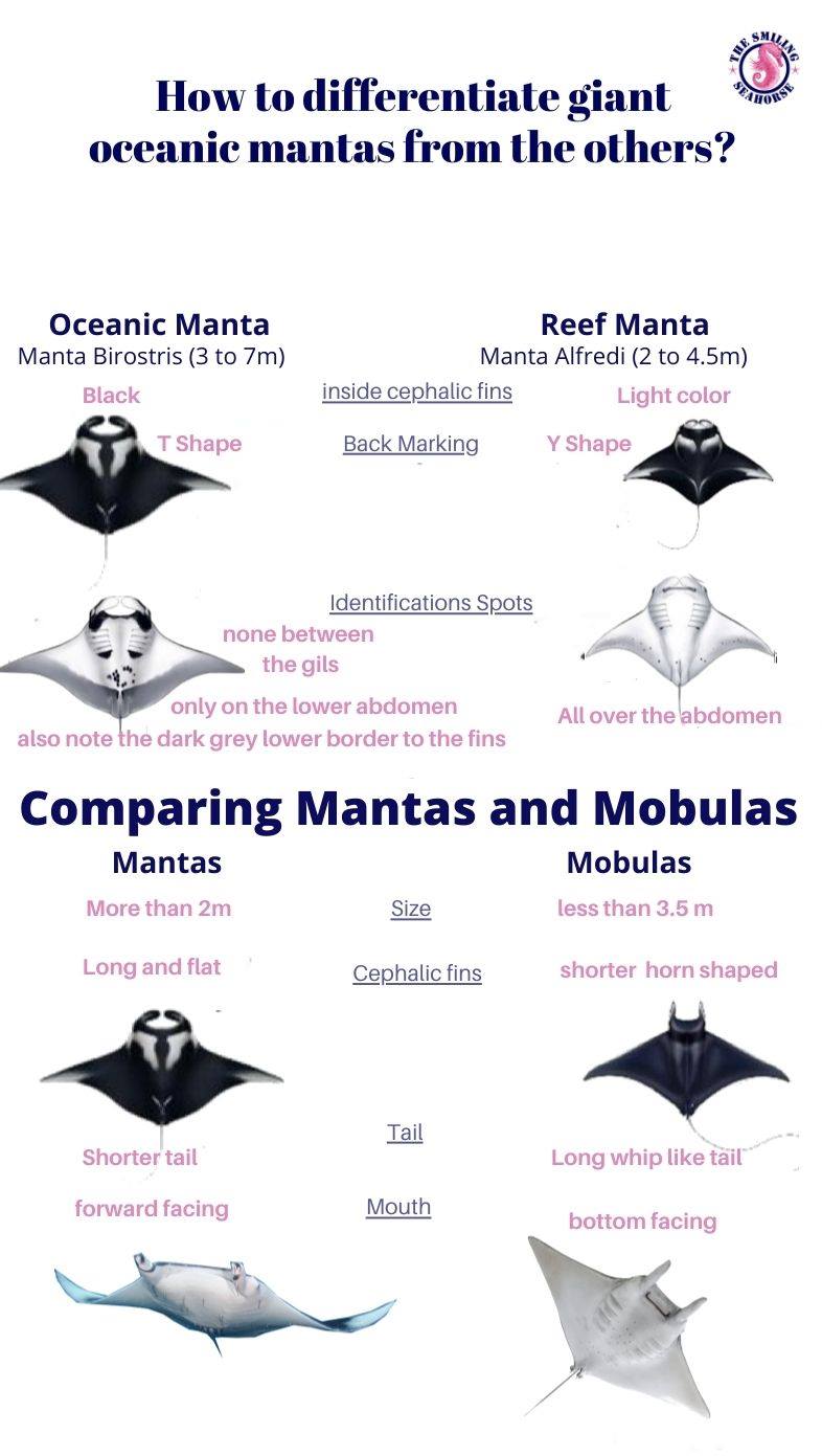 Infographic showing how to identify a giant oceanic manta ray from other mobula rays