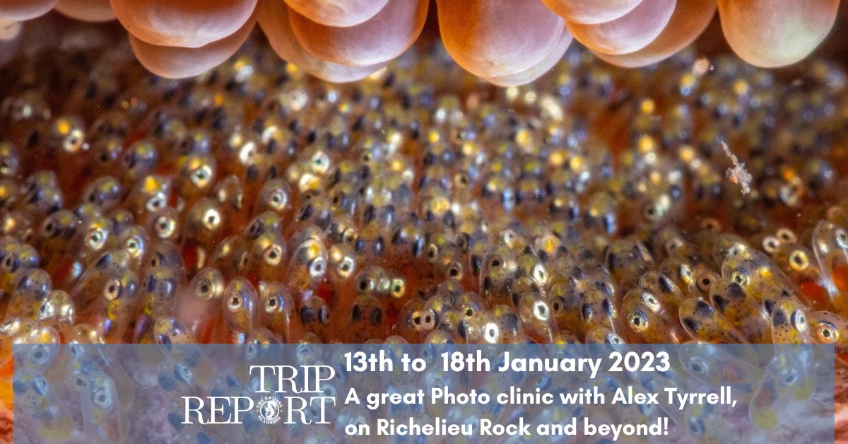 Richelieu Rock Photo clinic: get the best underwater photography of thailand
