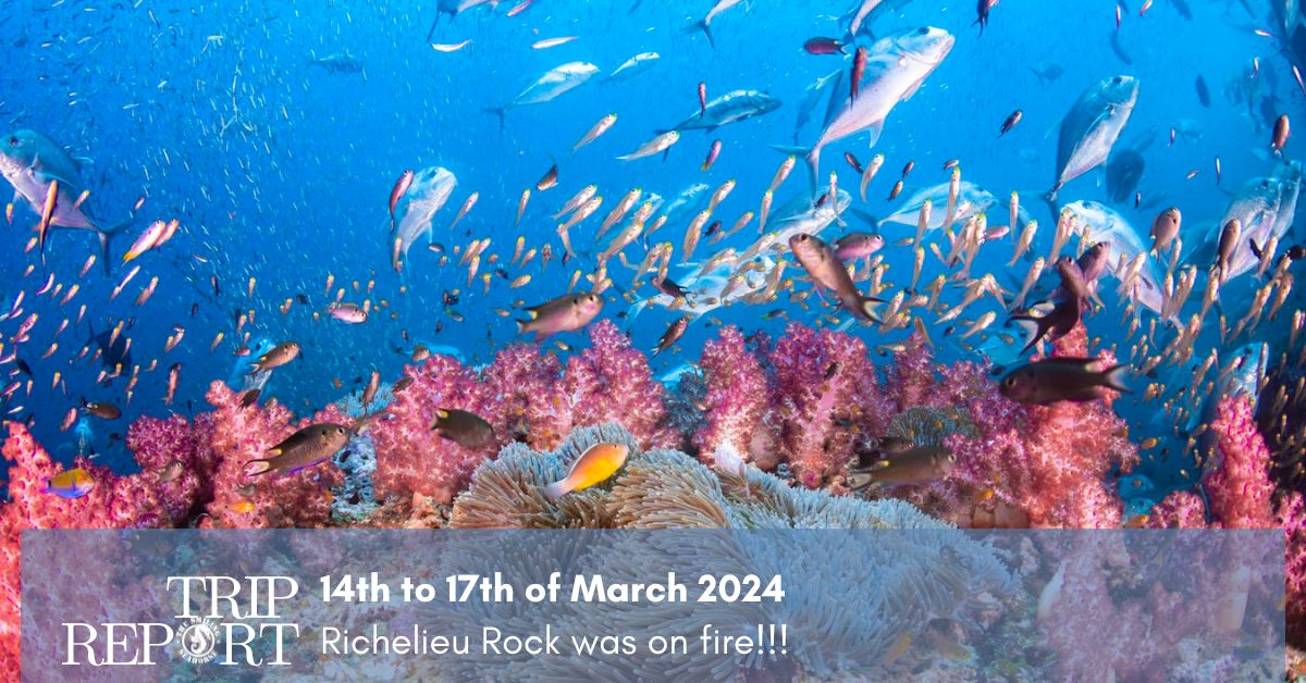 diving liveaboard trip report north andaman Thailand surin and similan march 2024