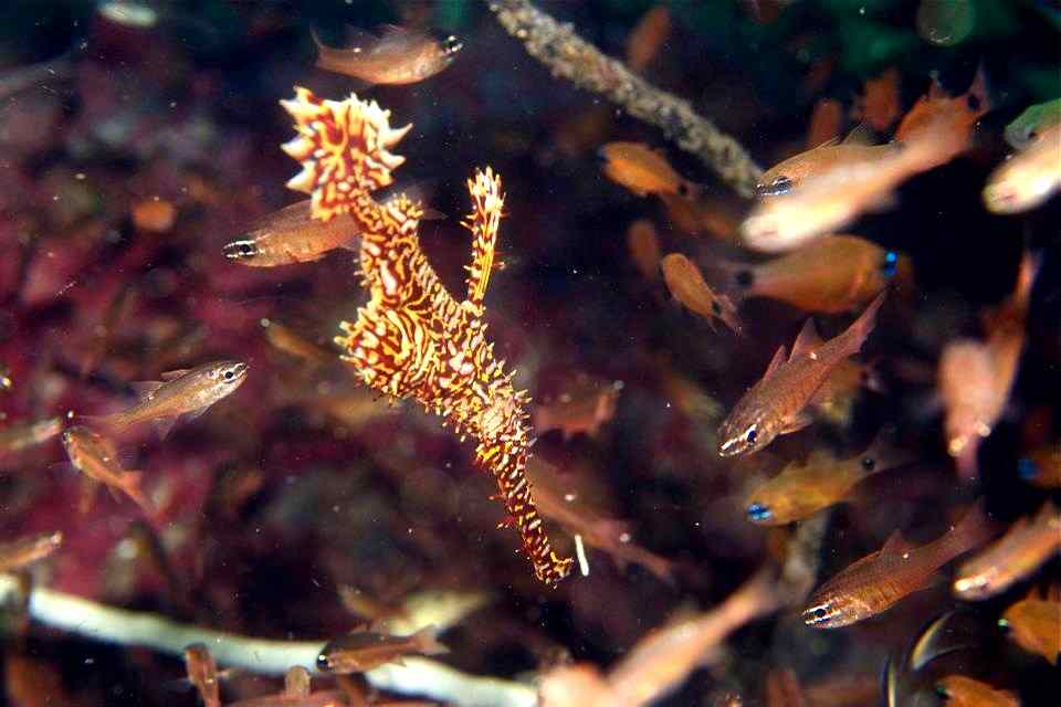 Ghost Pipefish