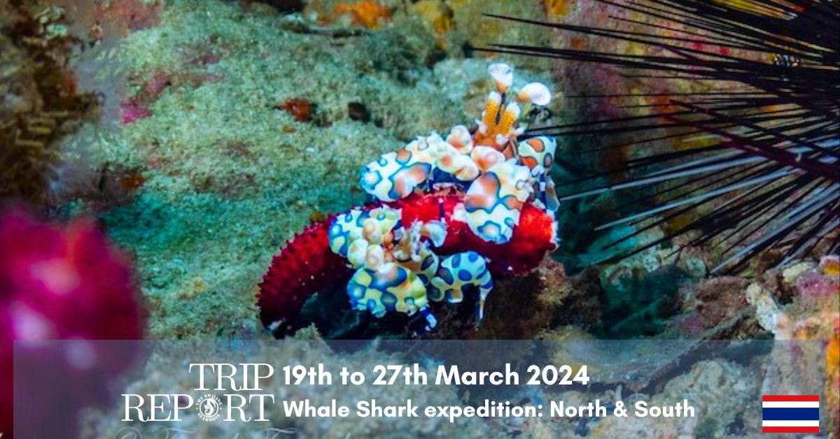190324 thailand trip report diving liveaboard marine biology cruise about whale sharks
