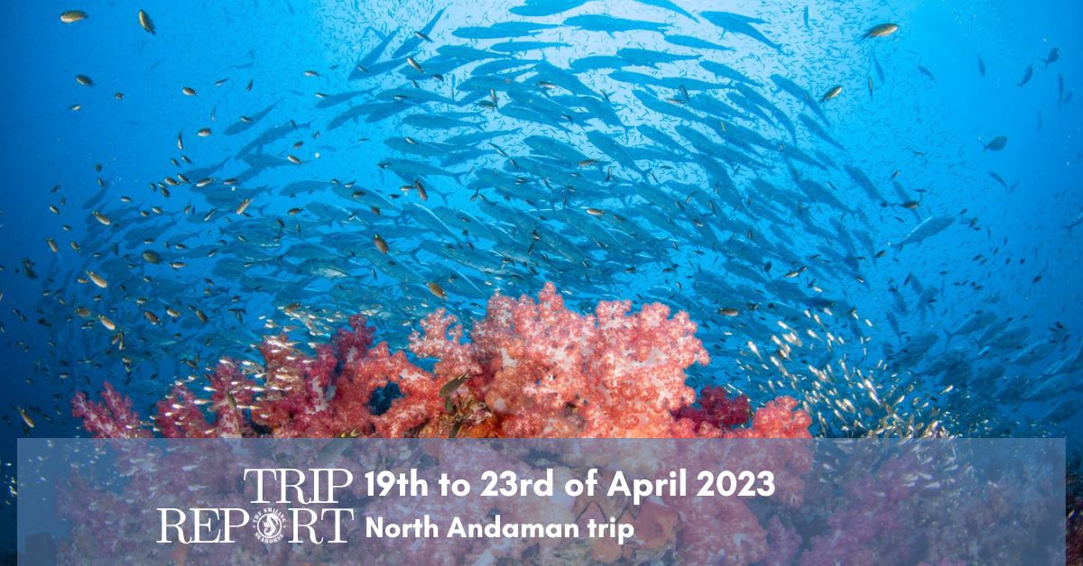 The Smiling Seahorse trip report North Andaman Sea